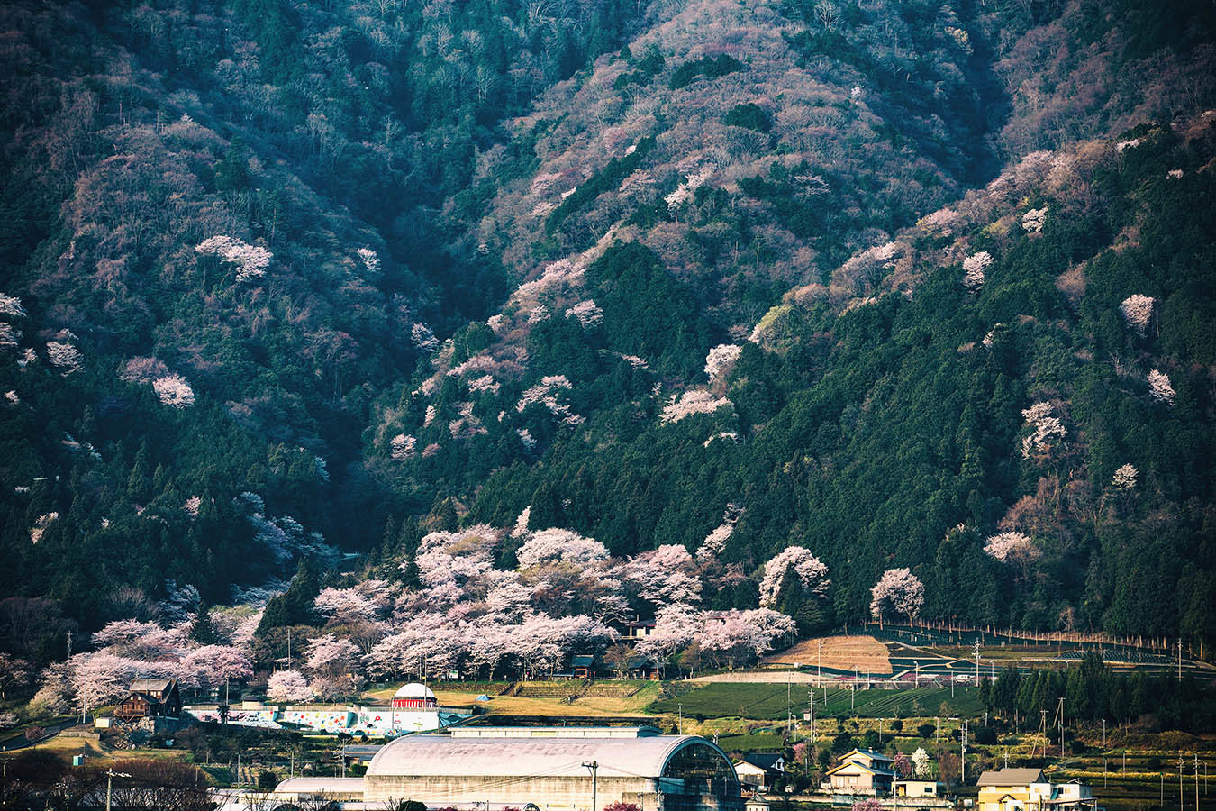 霞間ヶ渓の桜_c0115616_18515152.jpg