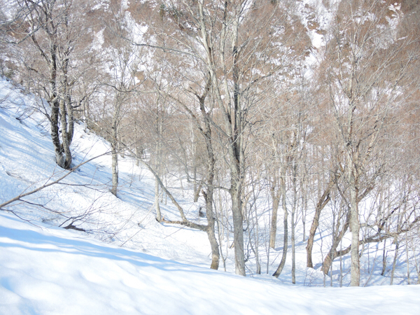 【topics】ブナミズナラ帯のオオクワを求めて冬期散策&材採集  大雪の影響は…    予告編_c0346119_11013939.jpg