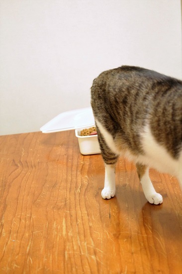 密封容器を開けて食べてた猫　_e0364523_22305045.jpg