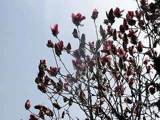 e0234924_10083501.jpg