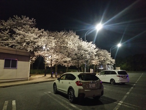 夜桜_f0096527_22465998.jpg