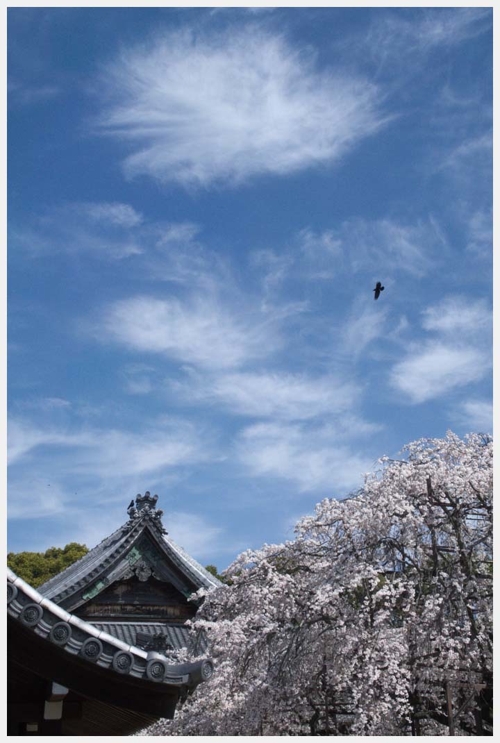 行福寺の桜　その1_d0339929_22253196.jpg