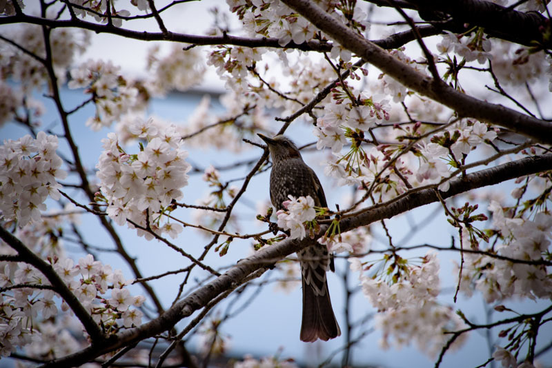 街中の桜_a0318033_23483969.jpg