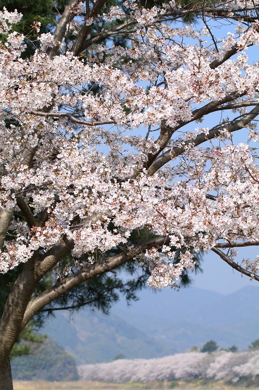 瀬戸川の桜並木_f0327034_21132921.jpg