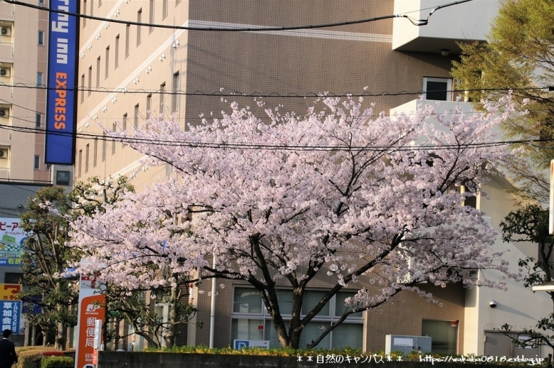 e0052135_21192146.jpg