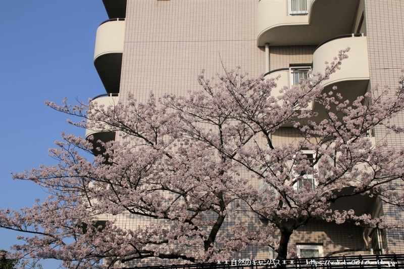 e0052135_21192435.jpg