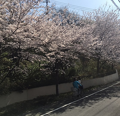 満開の桜_d0248537_08024562.jpg