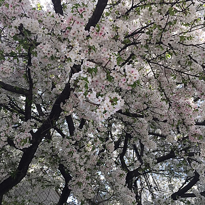 満開の桜_d0248537_08050946.jpg