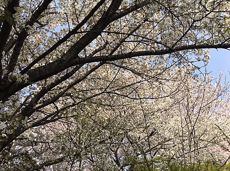 満開の桜_d0248537_08053605.jpg