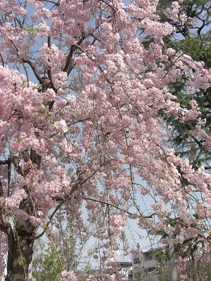 a0163738_14381956.jpg