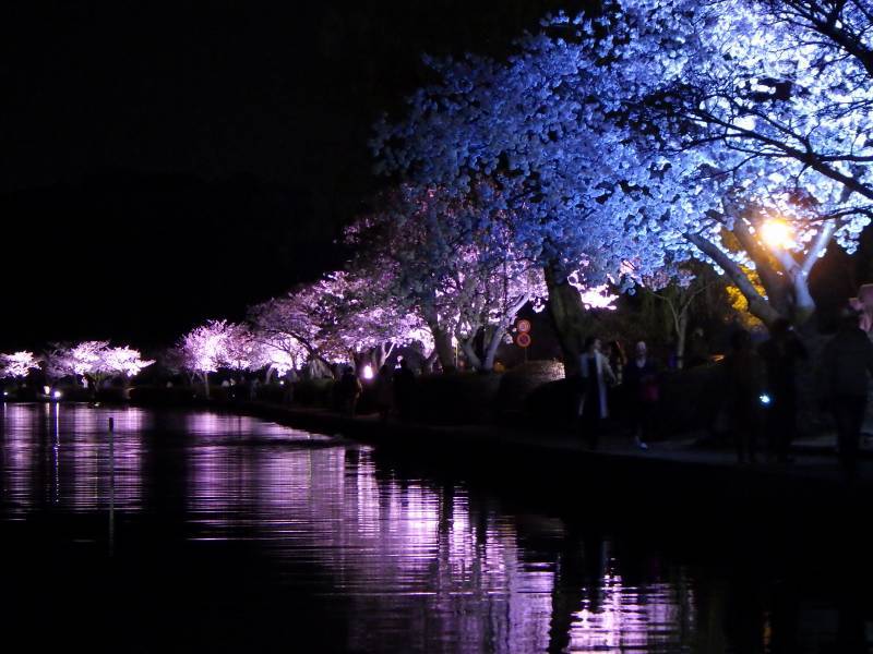 千波湖畔の桜ライトアップ 18 みとぶら