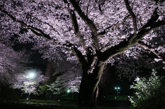 桜吹雪の夜 家暮らしノート 桜吹雪の夜 家暮らしノート