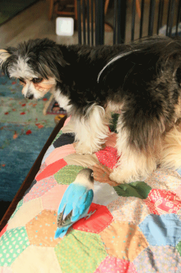 c0145250_10430715.gif