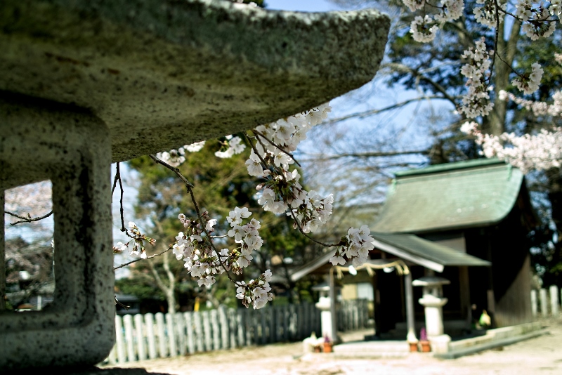 ヒンヤリ北風の一日・・・安曇川桜と伊香立桜_d0005250_18142928.jpg