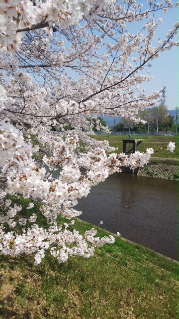北野をどり・桜の下の着物姿・京都の桜も今週末が見頃_f0181251_18265127.jpg