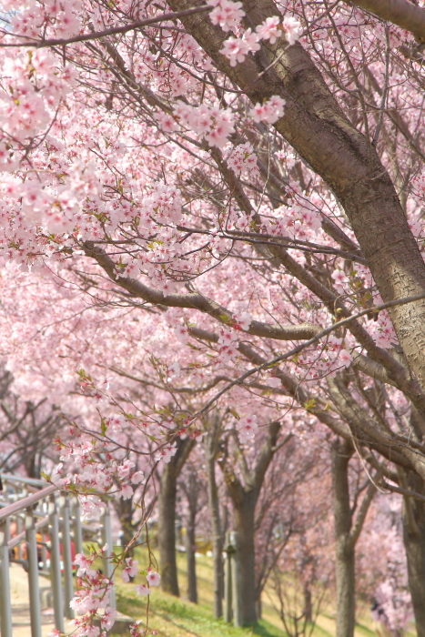 狭山池公園の桜_c0081453_08323822.jpg