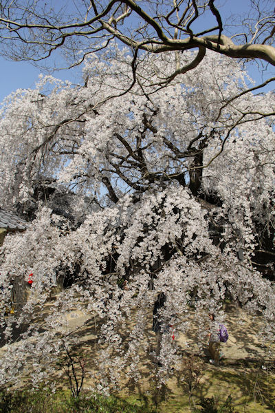 しだれ桜_c0121953_19422062.jpg