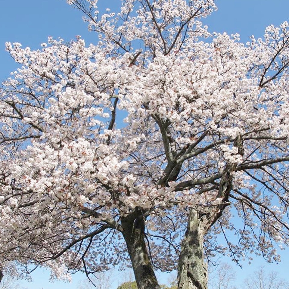 想い出の奈良の桜たち(飛火野、浮見堂、元興寺小塔院 塔跡 )_f0389753_19385700.jpeg