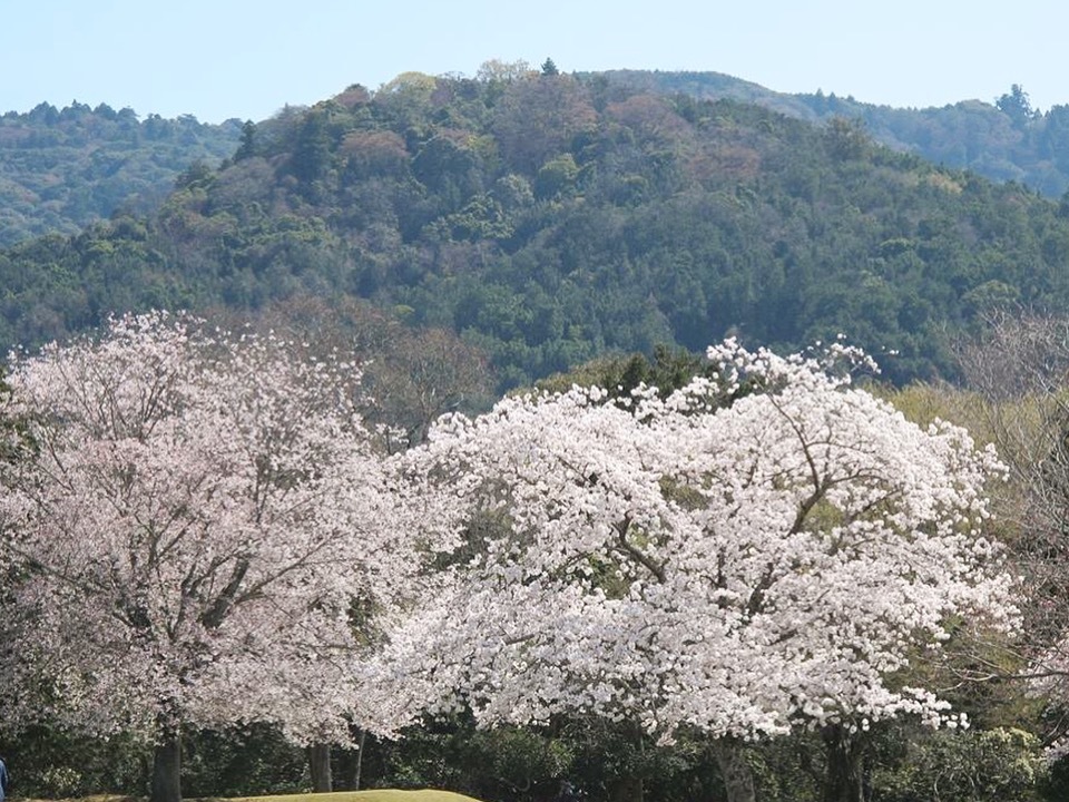 想い出の奈良の桜たち(飛火野、浮見堂、元興寺小塔院 塔跡 )_f0389753_19465440.jpeg