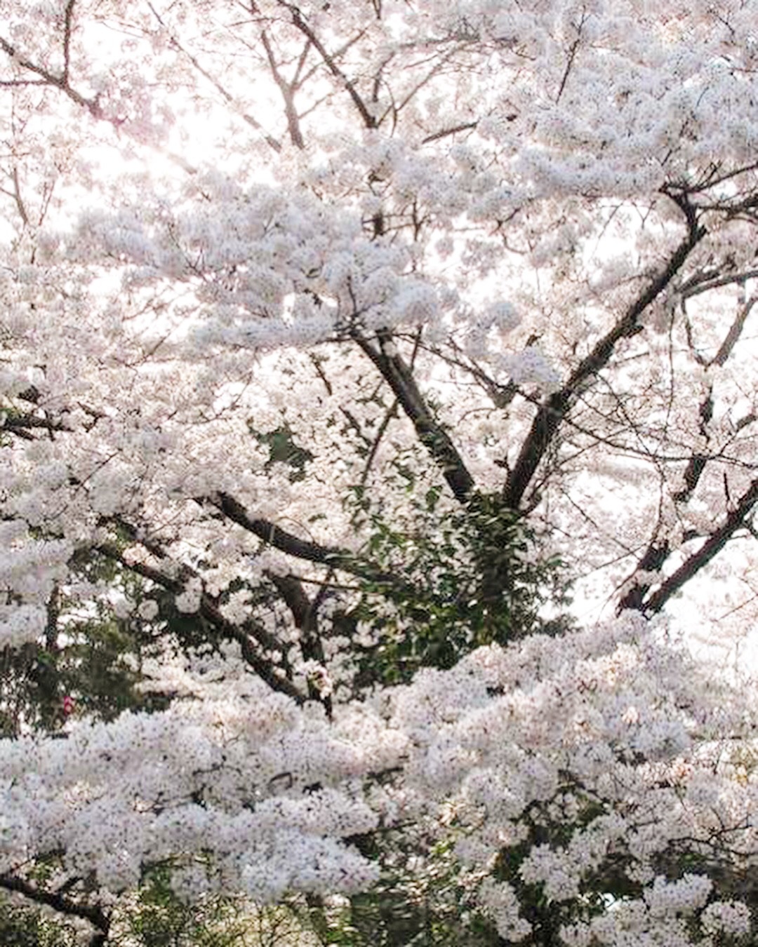 想い出の奈良の桜たち(飛火野、浮見堂、元興寺小塔院 塔跡 )_f0389753_19573621.jpeg
