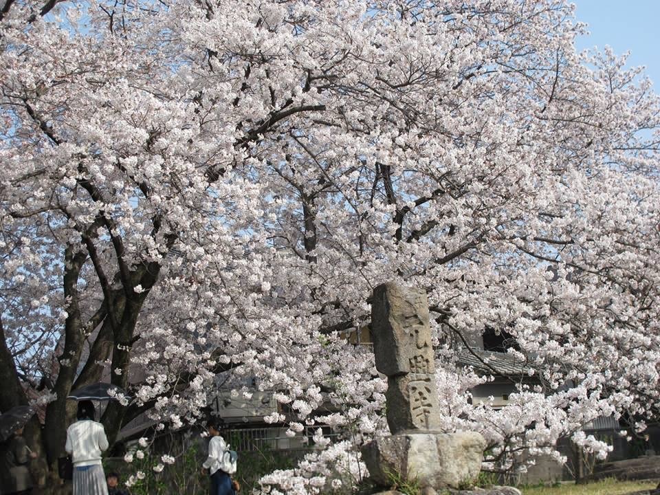 想い出の奈良の桜たち(飛火野、浮見堂、元興寺小塔院 塔跡 )_f0389753_20155356.jpeg