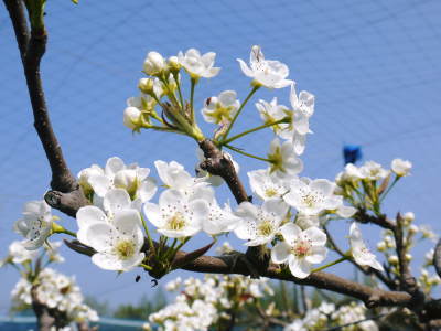 熊本梨　本藤果樹園　新高の花咲く様子　最後に収穫を迎える新高が最初に咲きます！_a0254656_16593817.jpg