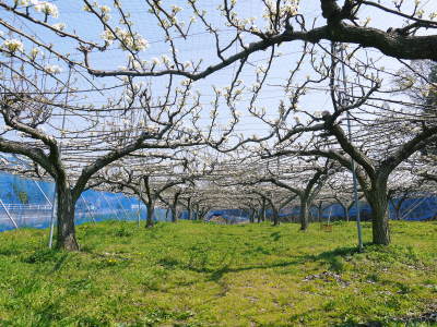 熊本梨　本藤果樹園　新高の花咲く様子　最後に収穫を迎える新高が最初に咲きます！_a0254656_17035885.jpg