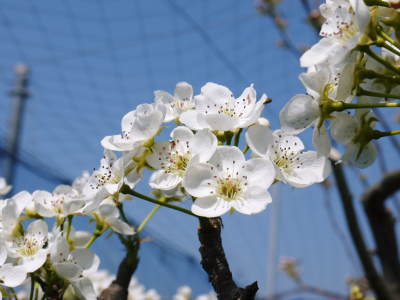 熊本梨　本藤果樹園　新高の花咲く様子　最後に収穫を迎える新高が最初に咲きます！_a0254656_17264145.jpg