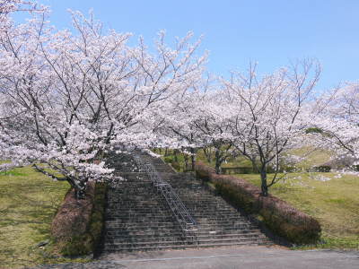 熊本梨　本藤果樹園　新高の花咲く様子　最後に収穫を迎える新高が最初に咲きます！_a0254656_17301737.jpg
