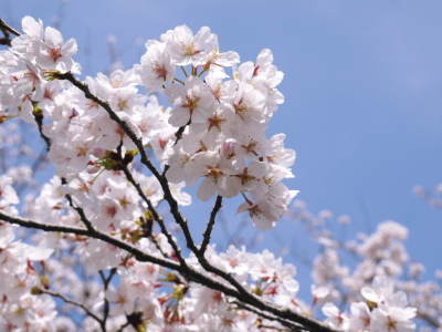 熊本梨　本藤果樹園　新高の花咲く様子　最後に収穫を迎える新高が最初に咲きます！_a0254656_17344073.jpg