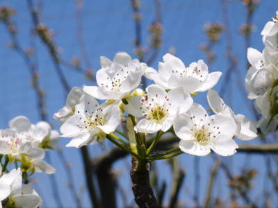 熊本梨 本藤果樹園 新高の花咲く様子 最後に収穫を迎える新高が最初に咲きます!_a0254656_17373841.jpg
