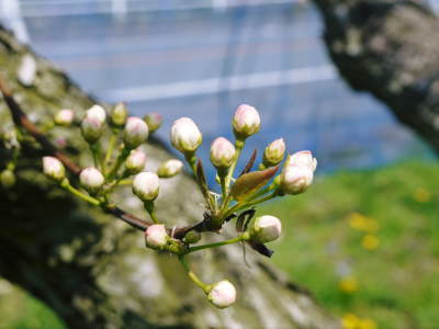 熊本梨　本藤果樹園　新高の花咲く様子　最後に収穫を迎える新高が最初に咲きます！_a0254656_17433932.jpg