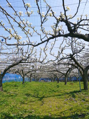 熊本梨　本藤果樹園　新高の花咲く様子　最後に収穫を迎える新高が最初に咲きます！_a0254656_18003396.jpg