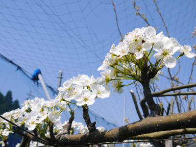 熊本梨 本藤果樹園 新高の花咲く様子 最後に収穫を迎える新高が最初に咲きます!_a0254656_18201982.jpg