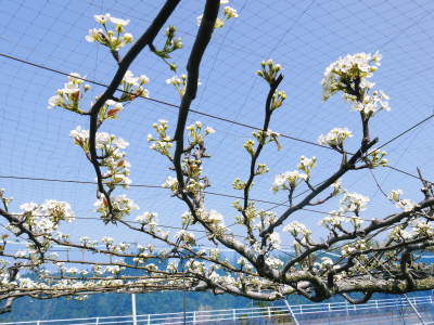 熊本梨　本藤果樹園　新高の花咲く様子　最後に収穫を迎える新高が最初に咲きます！_a0254656_18234979.jpg