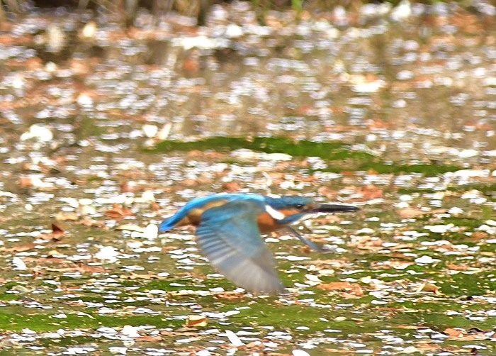 コブシ止まりのカワセミ_c0205858_16170317.jpg