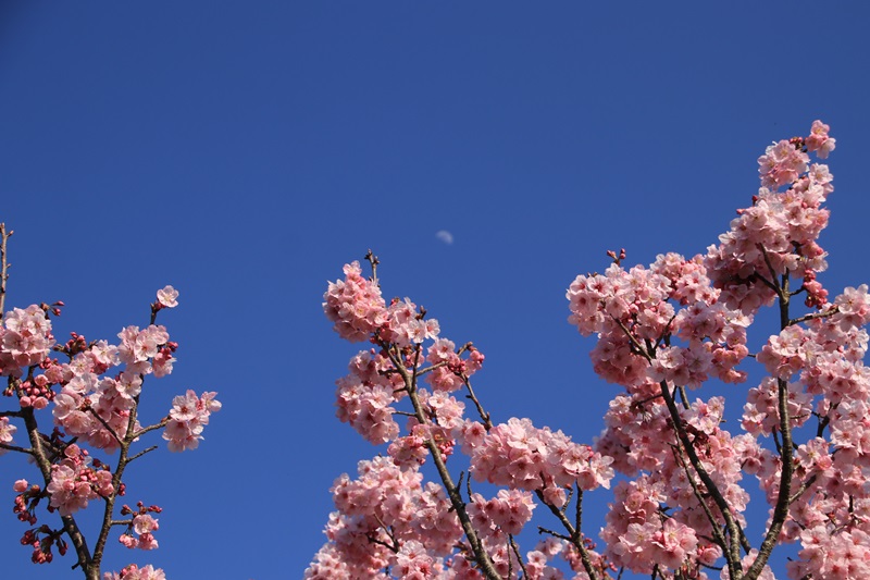 可愛いピンク色の桜♪_a0167759_11561773.jpg
