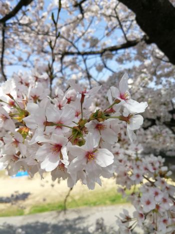 花見の季節は_a0007462_13111320.jpg