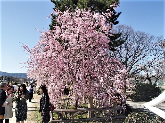 桜を求めて一人ウオーク_b0044663_22162055.jpg