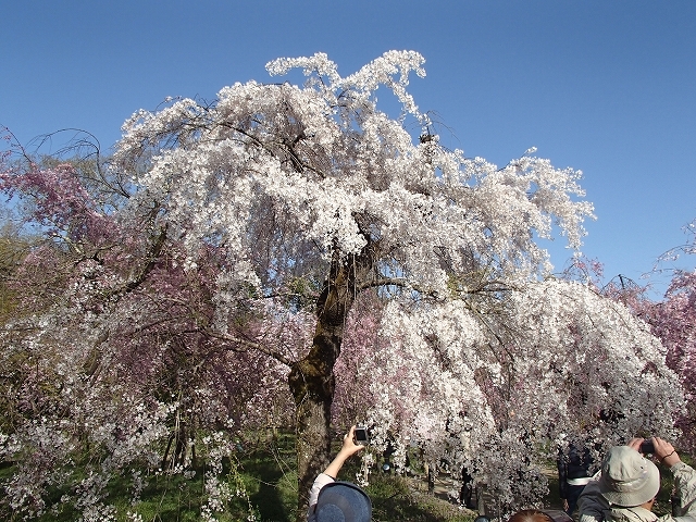 桜を求めて一人ウオーク_b0044663_22241238.jpg