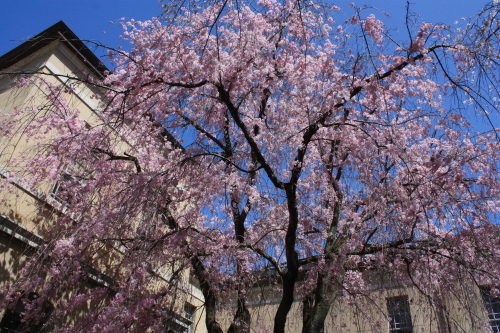 ３月３０日　桜を追いかけて_a0023466_20470126.jpg