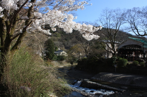 ３月３０日　桜を追いかけて_a0023466_20510785.jpg