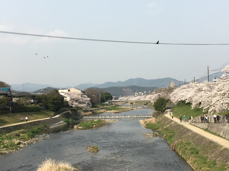 高野川で花見_f0363168_07512637.jpeg
