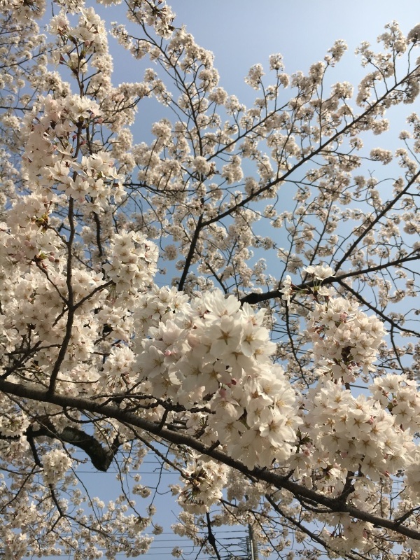 高野川で花見_f0363168_07520574.jpeg