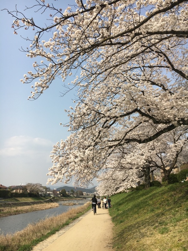 高野川で花見_f0363168_07562077.jpeg