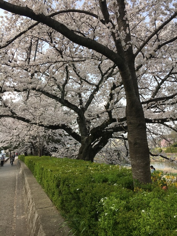 高野川で花見_f0363168_07564930.jpeg