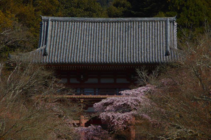 京都　桜2018   醍醐寺_f0021869_00133343.jpg