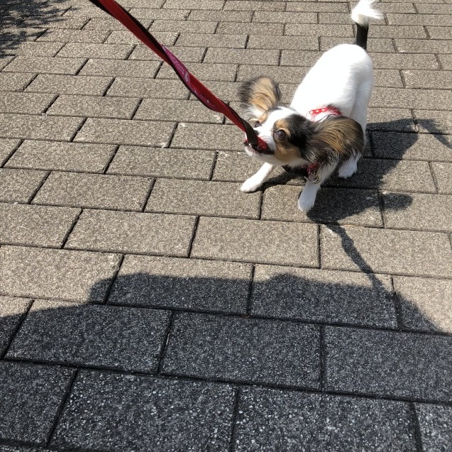 コニーちゃんのお泊り(30日)_e0367571_19331496.jpg