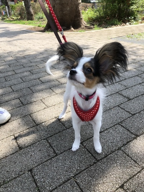 コニーちゃんのお泊り(30日)_e0367571_19344711.jpg