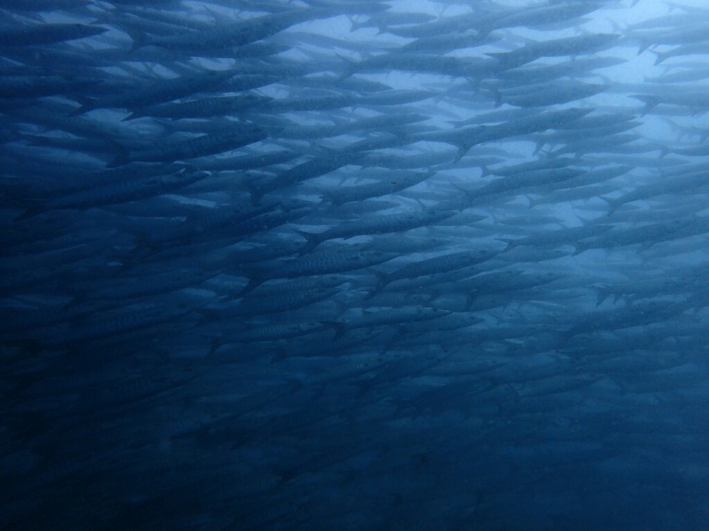 c0039073_16543988.jpg